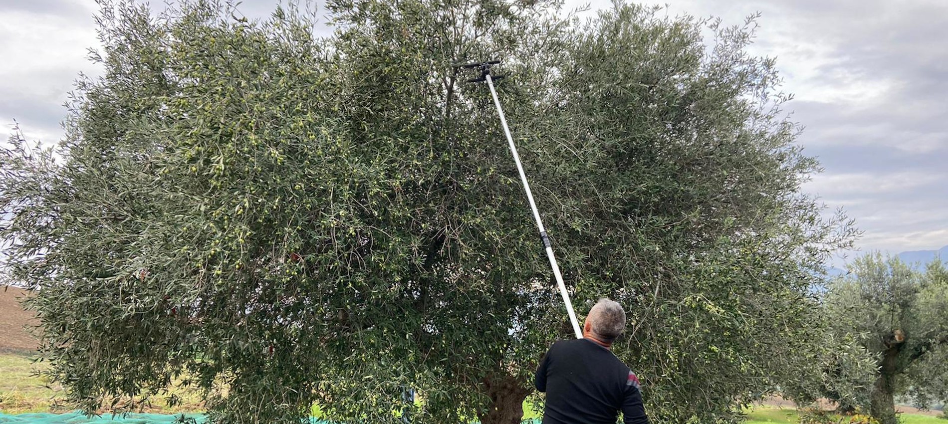 Raccolta Olive