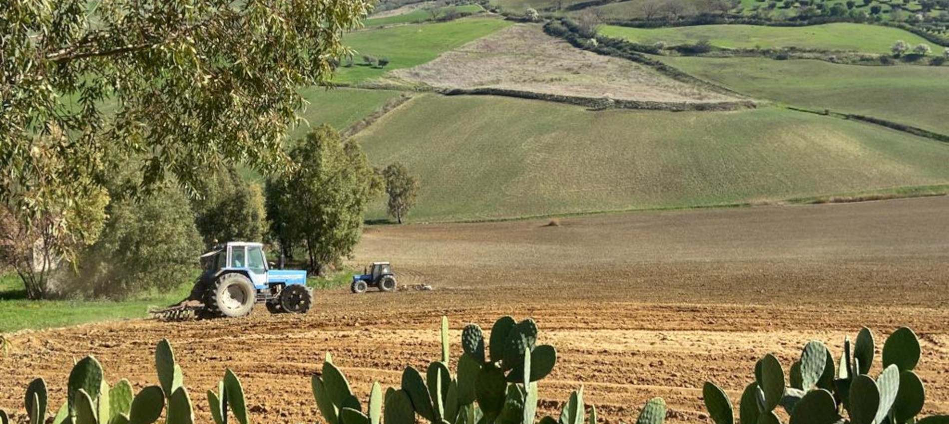 Raccolta grano