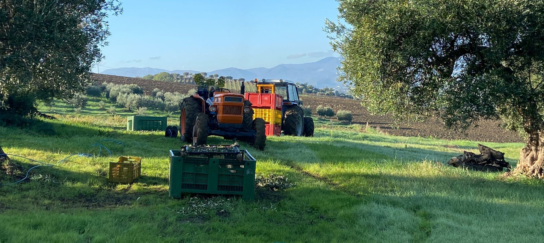 Raccolta delle olive